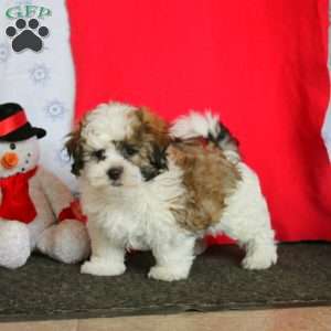 Marcus, Teddy Bear Puppy