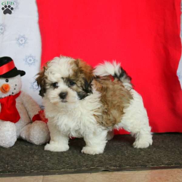 Marcus, Teddy Bear Puppy