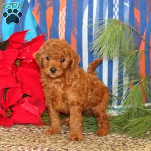 Marcus, Mini Goldendoodle Puppy