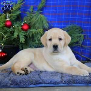 Marcus, Yellow Labrador Retriever Puppy