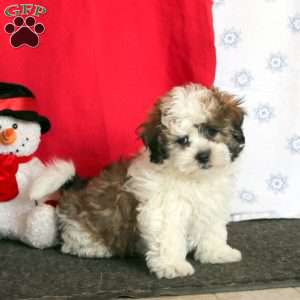 Marcus, Teddy Bear Puppy