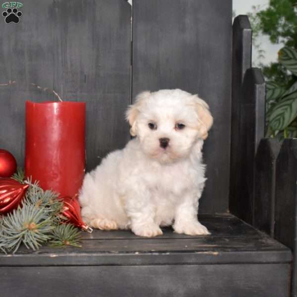 Marcy, Mal-Shi Puppy