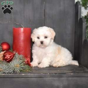 Marcy, Mal-Shi Puppy