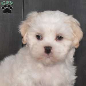 Marcy, Mal-Shi Puppy