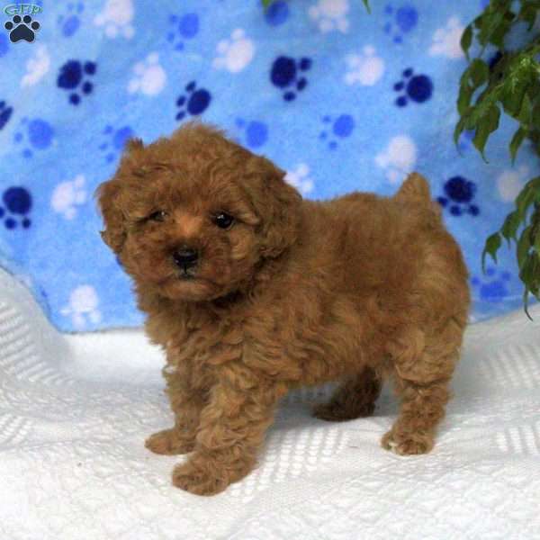 Margot, Toy Poodle Puppy