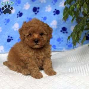 Margot, Toy Poodle Puppy