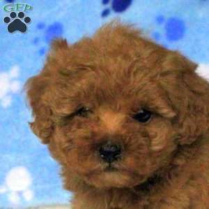 Margot, Toy Poodle Puppy