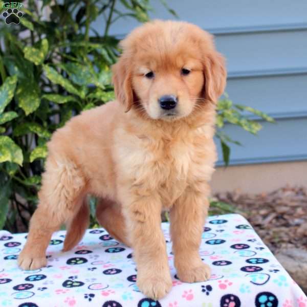 Maria, Golden Retriever Puppy