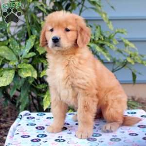Maria, Golden Retriever Puppy