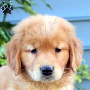 Maria, Golden Retriever Puppy