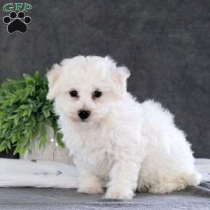 Marley, Bichon Frise Puppy