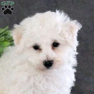 Marley, Bichon Frise Puppy