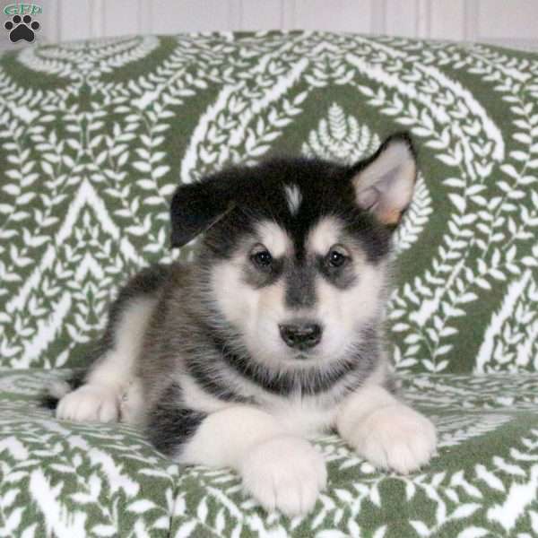Marlo, Alaskan Malamute Puppy