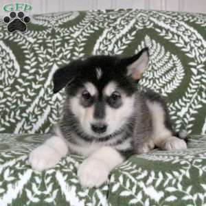 Marlo, Alaskan Malamute Puppy