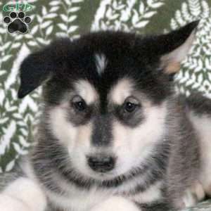 Marlo, Alaskan Malamute Puppy