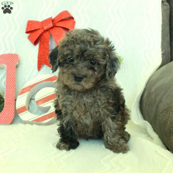 Marty, Toy Poodle Puppy