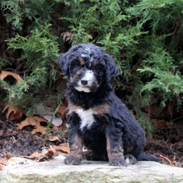 Marty, Bernedoodle Puppy