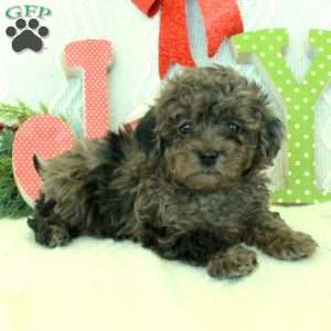 Marty, Toy Poodle Puppy