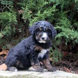 Marty, Bernedoodle Puppy