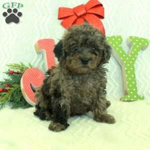 Marty, Toy Poodle Puppy