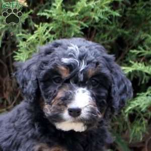 Marty, Bernedoodle Puppy