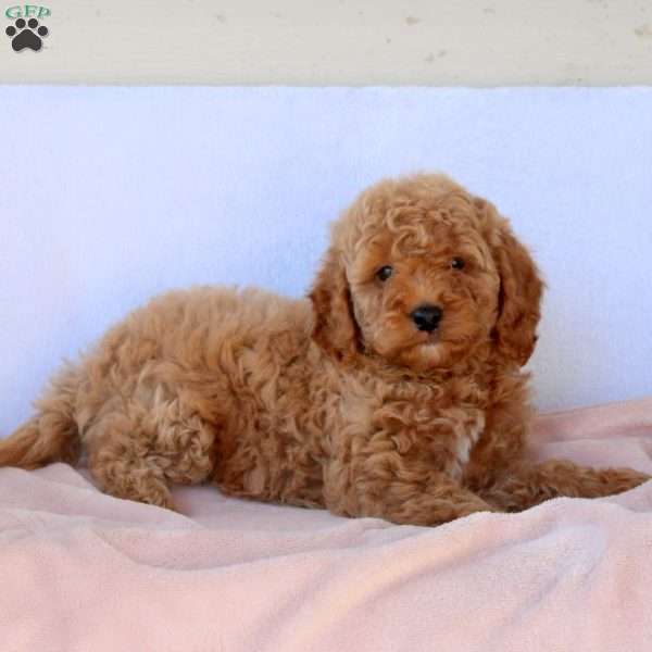 Mary, Cockapoo Puppy