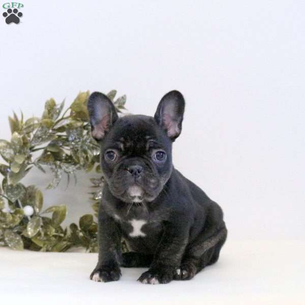 Mary, Frenchton Puppy