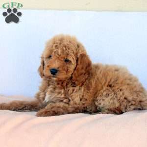 Mary, Cockapoo Puppy