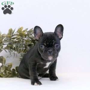 Mary, Frenchton Puppy