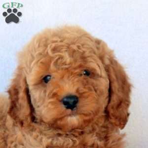 Mary, Cockapoo Puppy