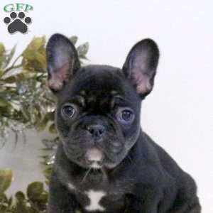 Mary, Frenchton Puppy