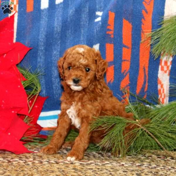 Mary, Mini Goldendoodle Puppy