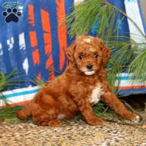 Mary, Mini Goldendoodle Puppy