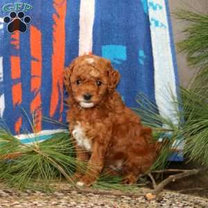 Mary, Mini Goldendoodle Puppy