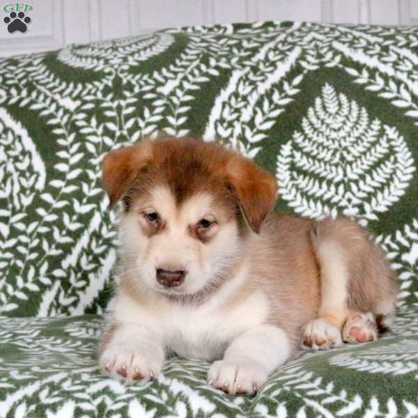 Mason, Alaskan Malamute Puppy