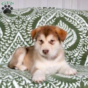 Mason, Alaskan Malamute Puppy