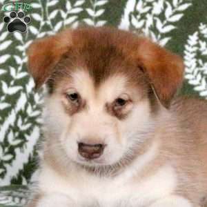 Mason, Alaskan Malamute Puppy