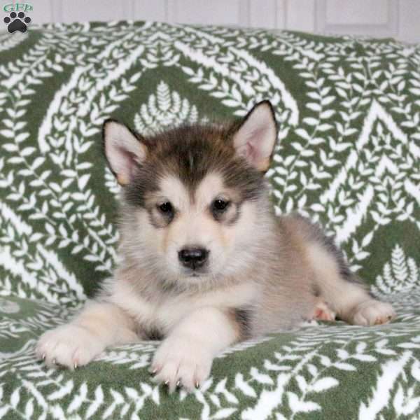 Matcha, Alaskan Malamute Puppy