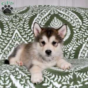 Matcha, Alaskan Malamute Puppy