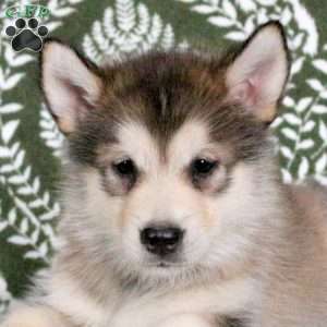 Matcha, Alaskan Malamute Puppy