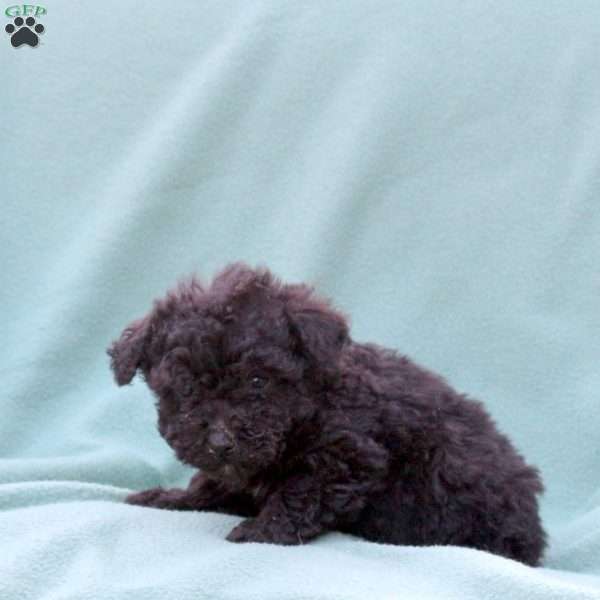 Matcha, Toy Poodle Mix Puppy