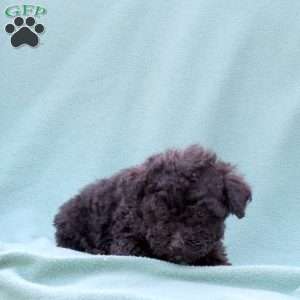 Matcha, Toy Poodle Mix Puppy