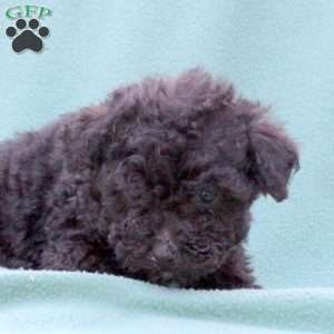 Matcha, Toy Poodle Mix Puppy