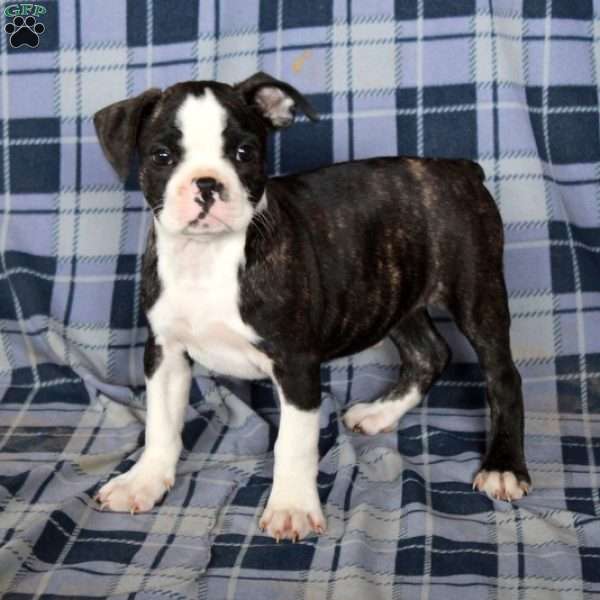 Matt, Boston Terrier Puppy