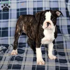 Matt, Boston Terrier Puppy