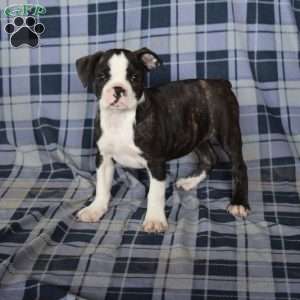 Matt, Boston Terrier Puppy