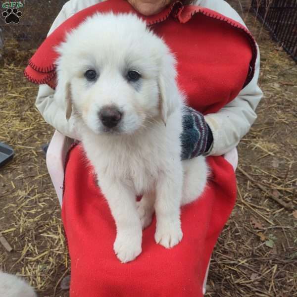 Maude, Great Pyrenees Puppy
