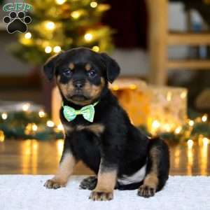 Maverick, Rottweiler Puppy