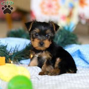 Maverick, Yorkie Puppy