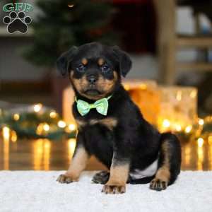 Maverick, Rottweiler Puppy